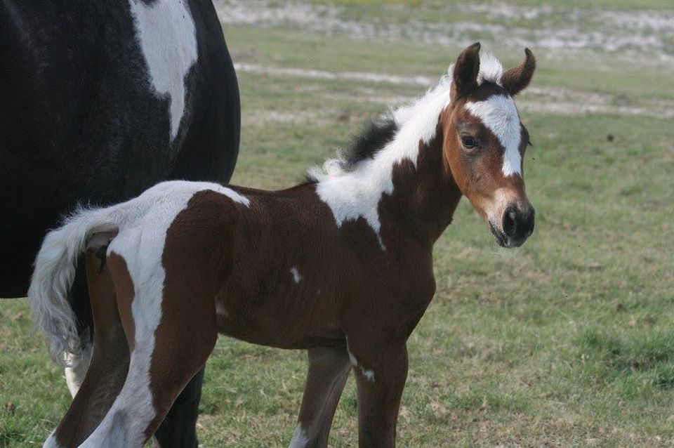 Paint Horses